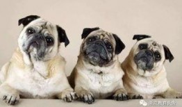 巴哥赤犬爆料了吗视频大全,揭秘娱乐圈幕后真相